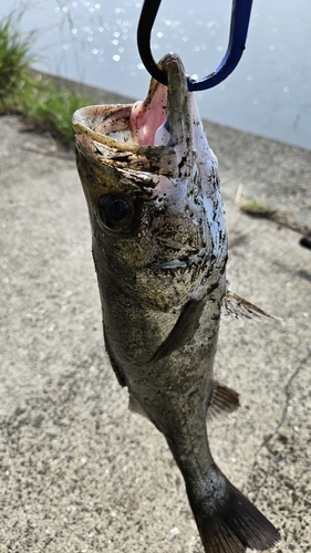 セイゴ（タイリクスズキ）の釣果