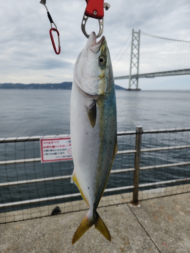 ハマチの釣果