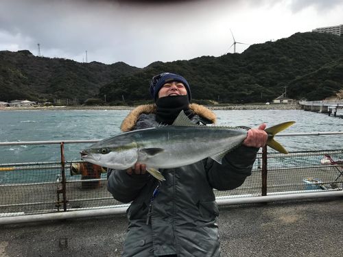 ブリの釣果