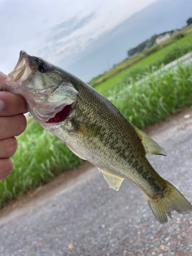 ラージマウスバスの釣果