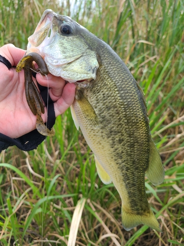 ラージマウスバスの釣果