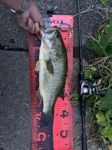 ブラックバスの釣果