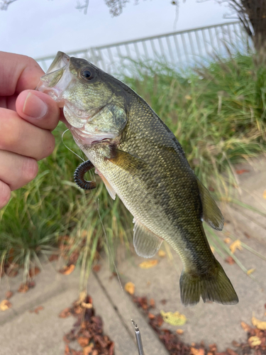 ラージマウスバスの釣果