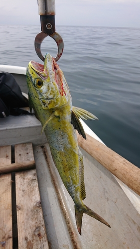 シイラの釣果