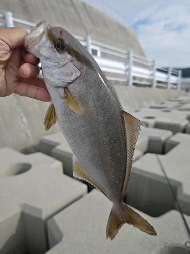 ショゴの釣果