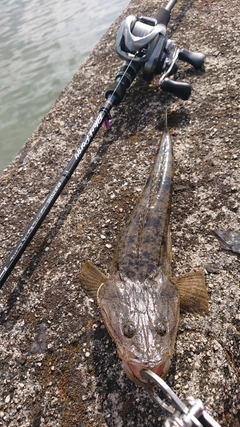 マゴチの釣果