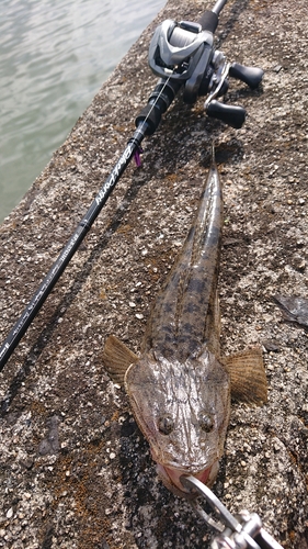 マゴチの釣果