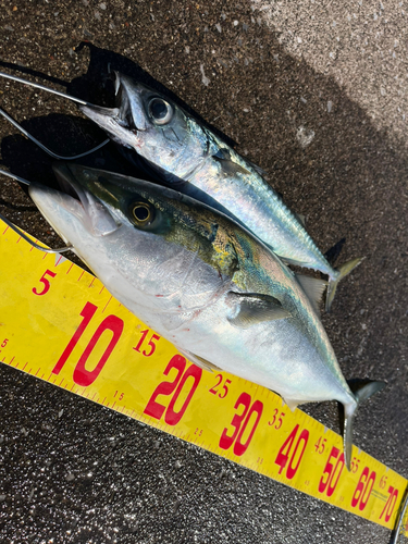 イナダの釣果