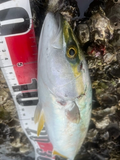 ワカシの釣果