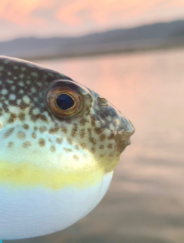 フグの釣果