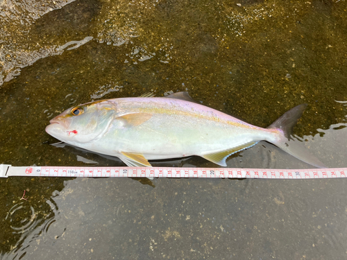 ショゴの釣果