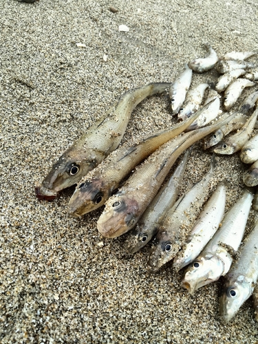 伊勢湾湾奥