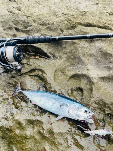 カツオの釣果