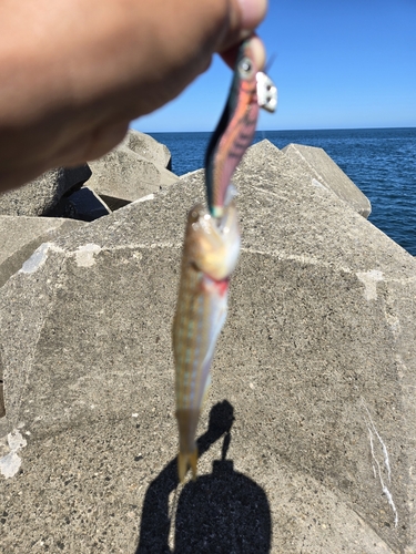 ハゼの釣果