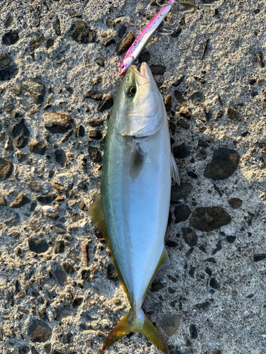 ツバスの釣果