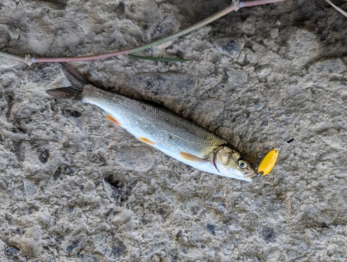 ウグイの釣果