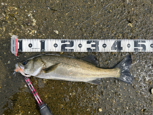 シーバスの釣果