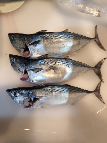 釣果