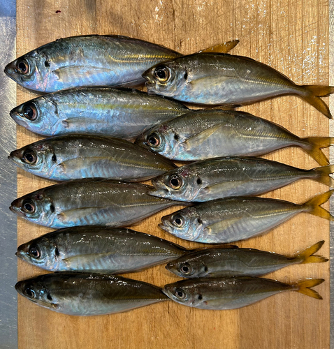 マアジの釣果