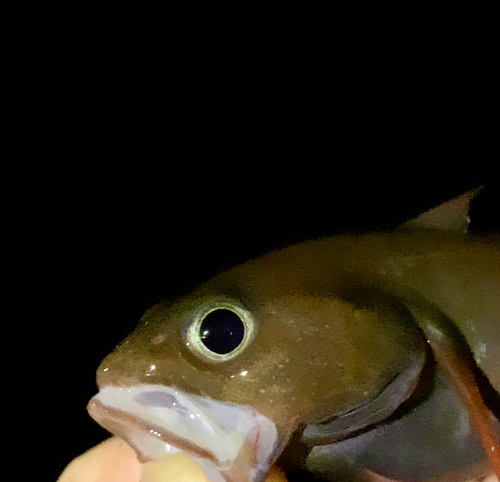 ドンコの釣果