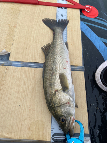 シーバスの釣果