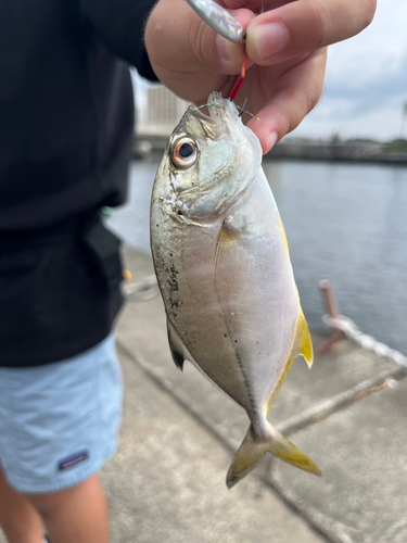 メッキの釣果