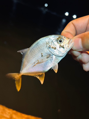 メッキの釣果