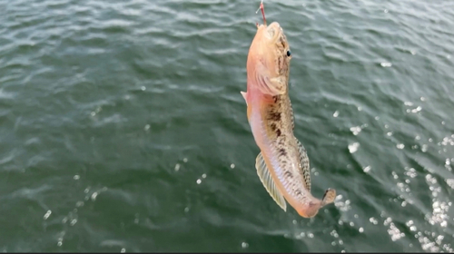 マハゼの釣果