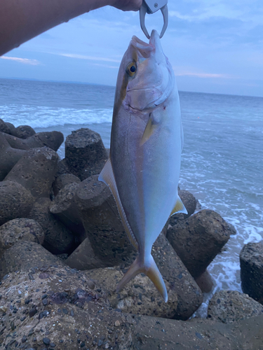 カンパチの釣果