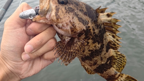 タケノコメバルの釣果