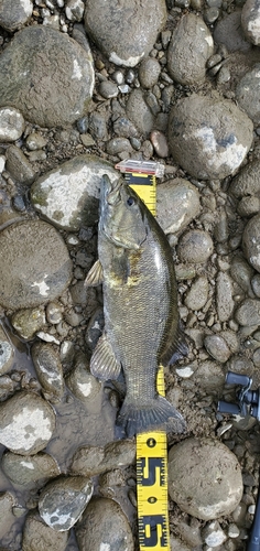 スモールマウスバスの釣果