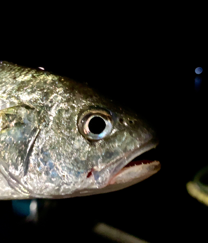 イシモチの釣果