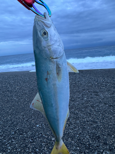 ハマチの釣果