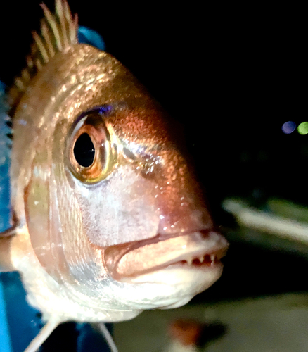 チャリコの釣果