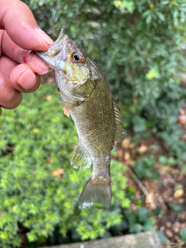 スモールマウスバスの釣果