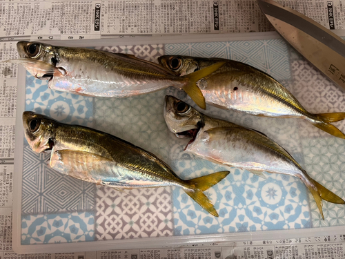 アジの釣果