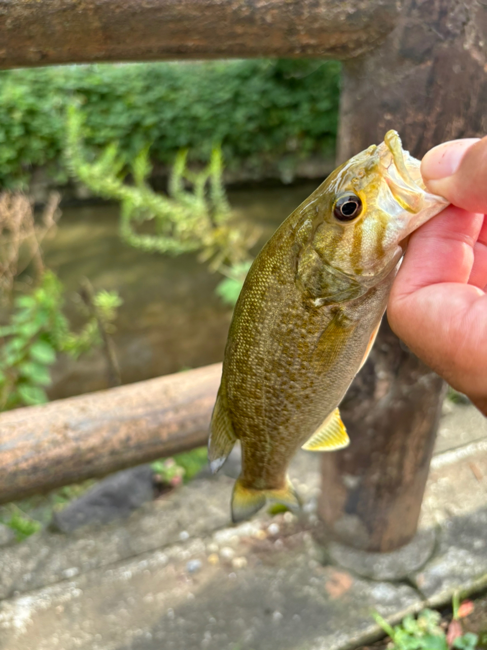 スモールマウスバス