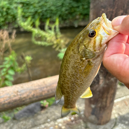 スモールマウスバス