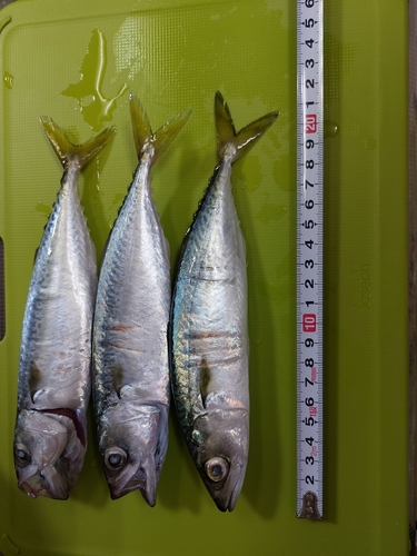 サバの釣果