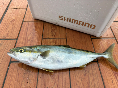 イナダの釣果