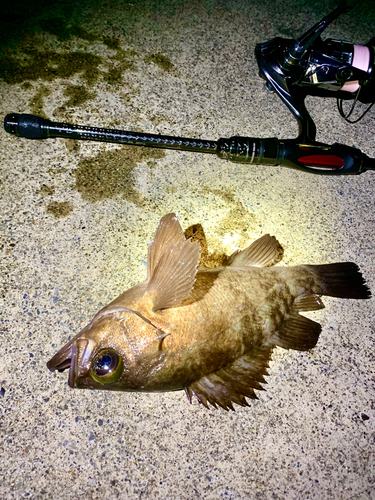 シロメバルの釣果