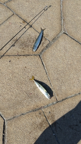 サバの釣果