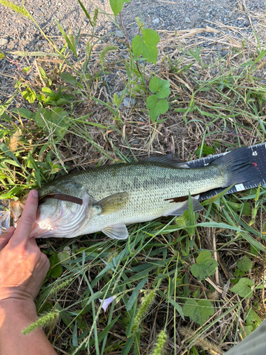 ブラックバスの釣果