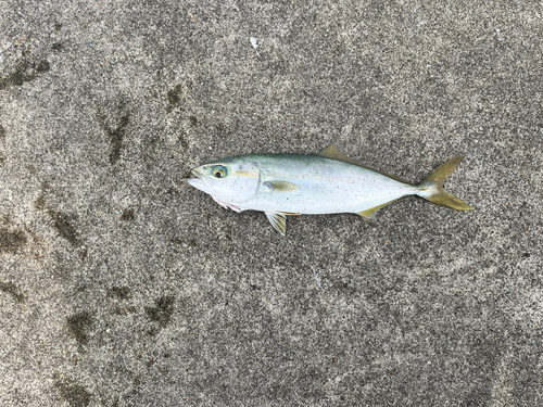 ワカシの釣果