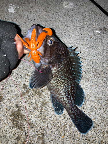 マゾイの釣果