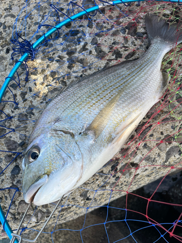 ヘダイの釣果