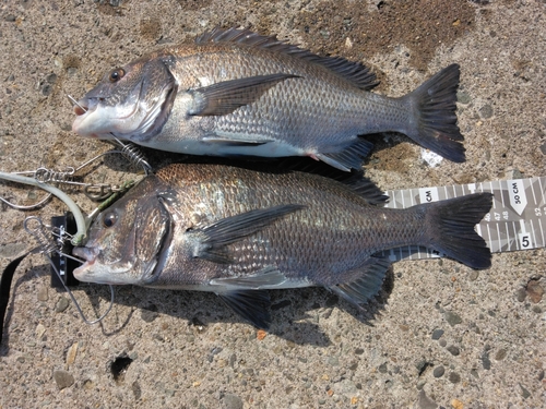 チヌの釣果