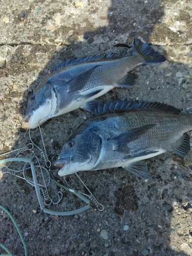 チヌの釣果