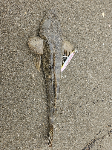 マゴチの釣果