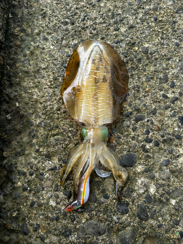 アオリイカの釣果